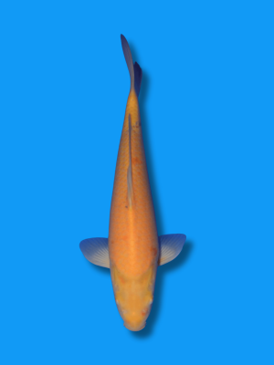 Karashigoi | Koi&Co.